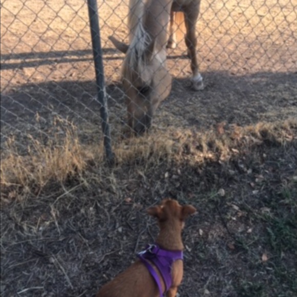 💖🎾🐶BELLA⭐️☀️🦋 - Picture 10 of 14